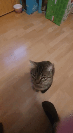 tumblr_a6a4822a3fb5938db6e77c4294e08c31_80681d48_500.gif