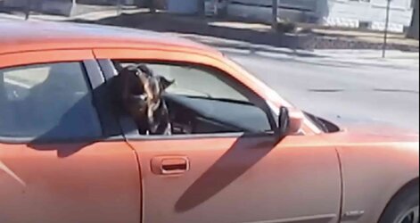 “Imma put this dog on the 'Net as a baby raper too.” Dog barks at him. “You fuckin' baby raper!”