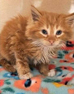 found kitten.png
