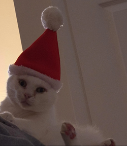 santacat.png