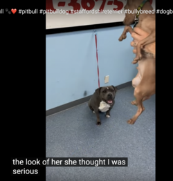 pitbull2.png