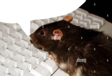 ratarooskiinchyat.png