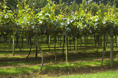 A kiwifruit orchard.