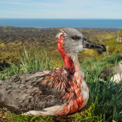 albatross gore.png