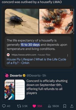 housefly.jpg