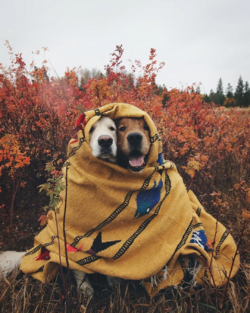 doggos.png