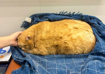 37-5-lbs-matroskin-perm-89097614.jpg