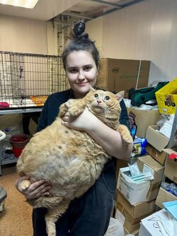monster-moggie-really-look-like-89058197.jpg