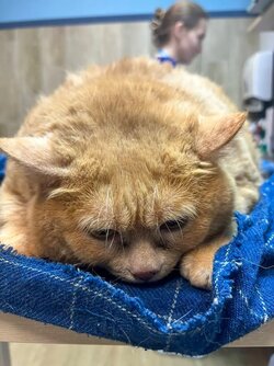 37-5-lbs-matroskin-perm-89058198.jpg