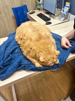 37-5-lbs-matroskin-perm-89058199.jpg