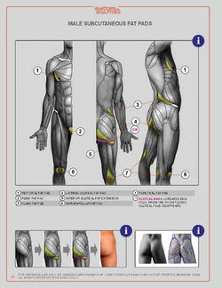 Anatomyforsculptors_2014_Page_057.png