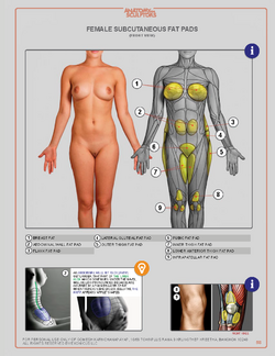 Anatomyforsculptors_2014_Page_058.png