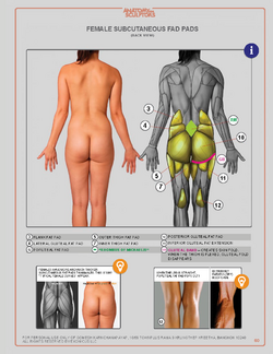 Anatomyforsculptors_2014_Page_060.png