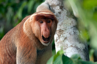 Proboscis-Monkey8.jpg