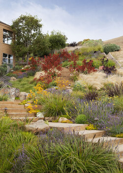 tiburon-hillside-arterra-landscape-architects-img~2d01ffbf01115d7b_4-3768-1-76384c3.jpg