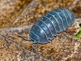 isopoda-4ff25f9c-560e-449e-a438-e154841fd2d-resize-750.jpeg