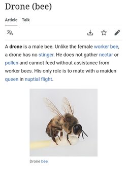bee.jpg