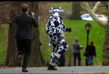 WhileDressedAsACow.jpg