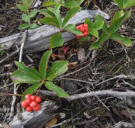bunchberry1.jpg