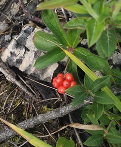 bunchberry2.jpg