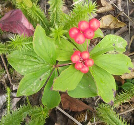 bunchberry3.jpg