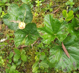 cloudberry1.jpg