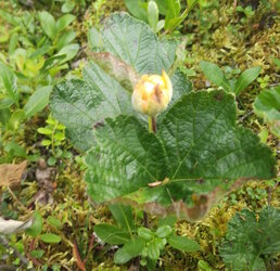 cloudberry2.jpg