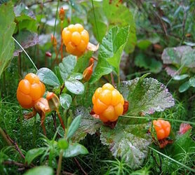 cloudberry3.jpg