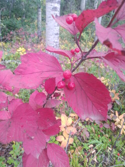 highbush1.jpg