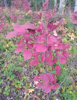 highbush3.jpg