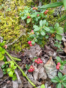 Lingonberry1.jpg