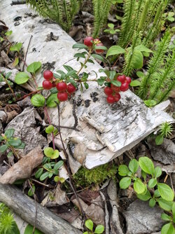 Lingonberry2.jpg