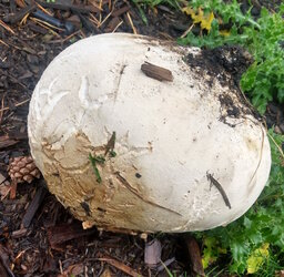 puffball1.jpg