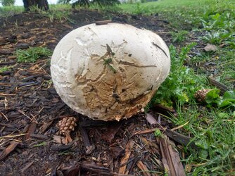 puffball2.jpg