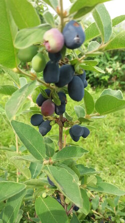 Honeysuckle1.jpg
