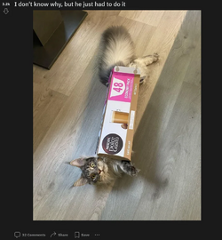 categg.png
