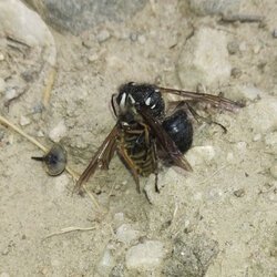wasp-photo.jpg