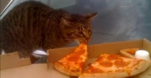 pizzercat5.png