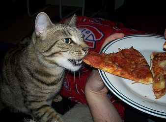 pizzercat6.png