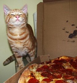 pizzercat8.jpg