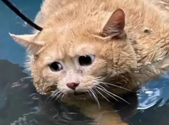 abject misery.png