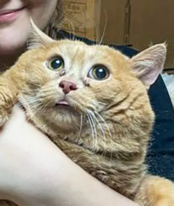 fat.png