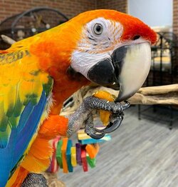 parrot(1).jpg