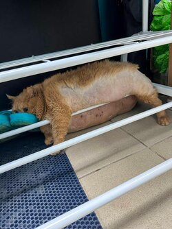 2024-cat-tried-escape-got-89588893_0d1543.jpg