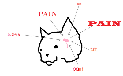 theskull.png