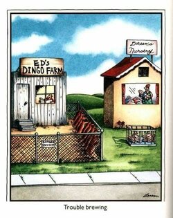 farside_dingo.jpg