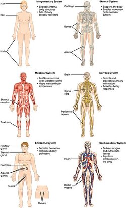 Organ_Systems_I.jpg