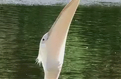 1000006084.gif