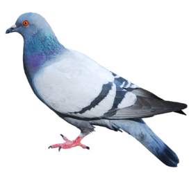 8-pigeon-png-image.png