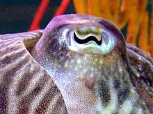 Cuttlefish_eye.jpg